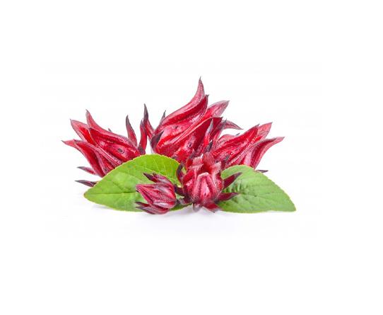 hibiscus